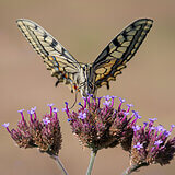 Insects
